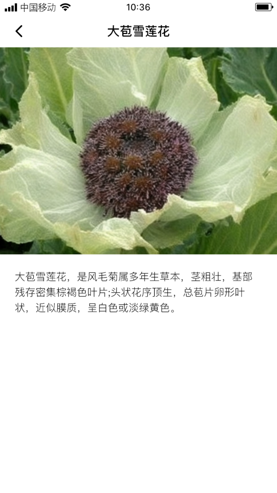 云鼎雪莲
