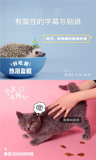 猫饼短视频