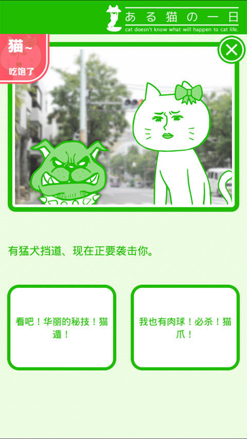 某猫的一天